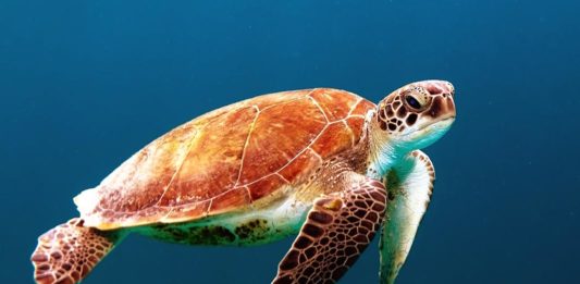 I built an app that does triangulation of points on the earth